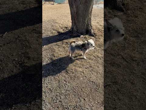 #shorts #short #shortvideo