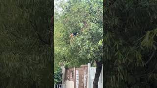 Тукано бол Өмнөд Америкт амьдардаг, өнгөлөг том хошуугаараа алдартай шувуу юм. 🦜#brasil#mongolia