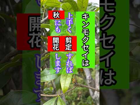 絶対知っておきたい4月・5月に剪定してはいけない植物8選  庭園