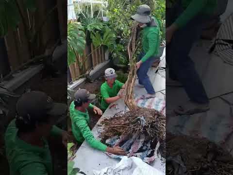 Thi công cảnh quan cho khách biệt thự