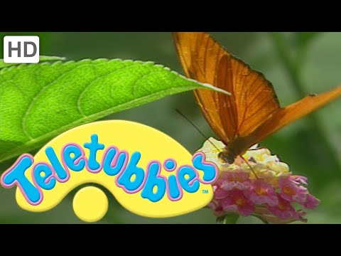 Teletubbies | Butterfly | Official Classic Full Episode