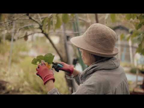 World' most Expensive Persimmon Japanese Persimmon Harvesting - Dry Persimmon Traditional. Making.
