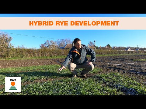 Hybrid Rye Development