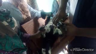 ছাগলের ক্ষুর কাটুন সহজেই