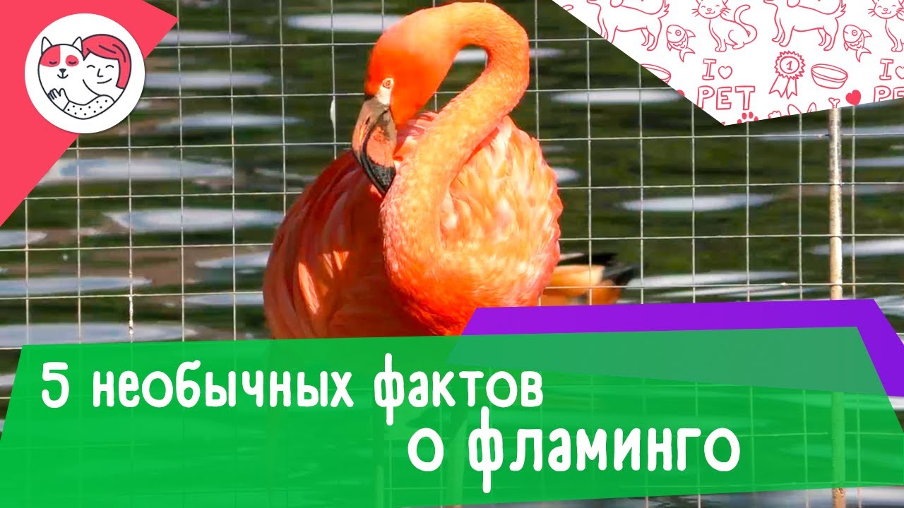 5 необычных фактов о фламинго