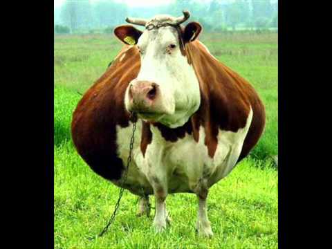 Fat Cow- Lyrics Andre-(2011)