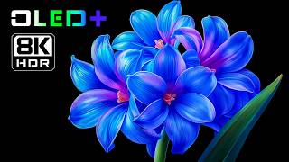 Download lagu OLED DEMO – Beautiful Blossoming Flowers in 8K HDR | Dolby Vision™ mp3