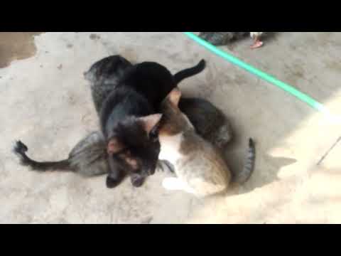 Feeding. Time. #. Zahida Abbasi  # Nature. Lovers. Lovely. Cats