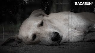Lo que un perro hace antes de morir te romperá el corazón