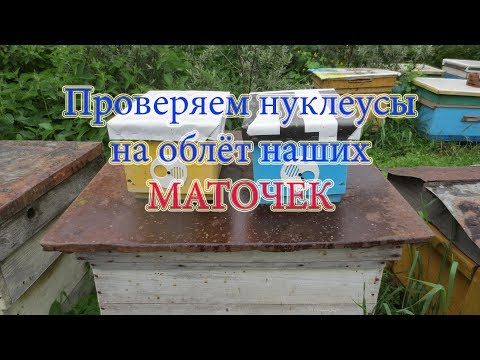 ПРОВЕРКА НУКЛЕУСОВ НА ОБЛЁТ МАТОК и КАКОВ РЕЗУЛЬТАТ. Beekeeping.🔥🔥🔥
