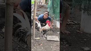 Download lagu #shortvideo #goodvibes #youtubeshorts #youtubevideo #youtube mp3