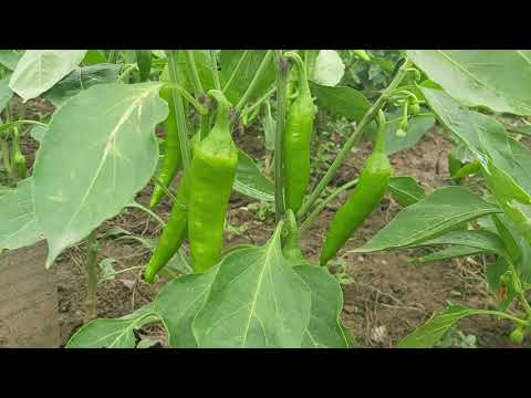 , title : 'Distance between pepper plants'