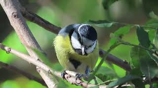 Download lagu Marrakesh - African blue tit - Cyanistes ultramarinus mp3 Download lagu Marrakesh - African blue tit - Cyanistes ultramarinus mp3
