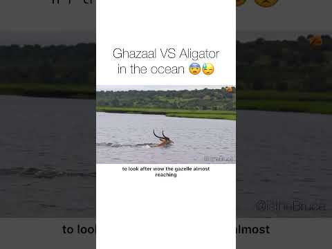 Alligator vs gazelle in the ocean
