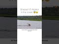 Alligator Vs Gazelle In The Ocean