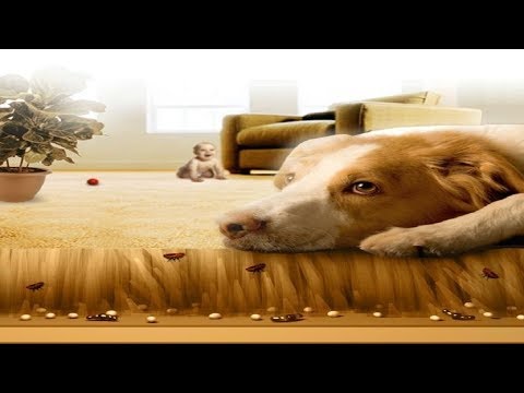 How to Get Rid of Fleas in Carpets.