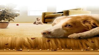 How to Get Rid of Fleas in Carpets.