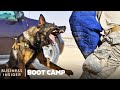How Military Dogs Are Trained Boot Camp Business Insider