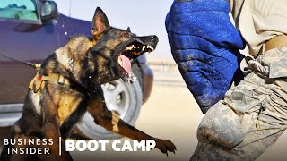 How Military Dogs Are Trained | Boot Camp | Business Insider