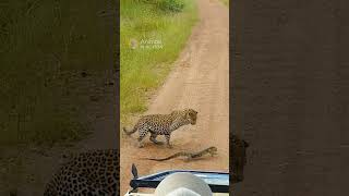Monitor Lizard slaps a Leopard with its tail! #animals #wildlife