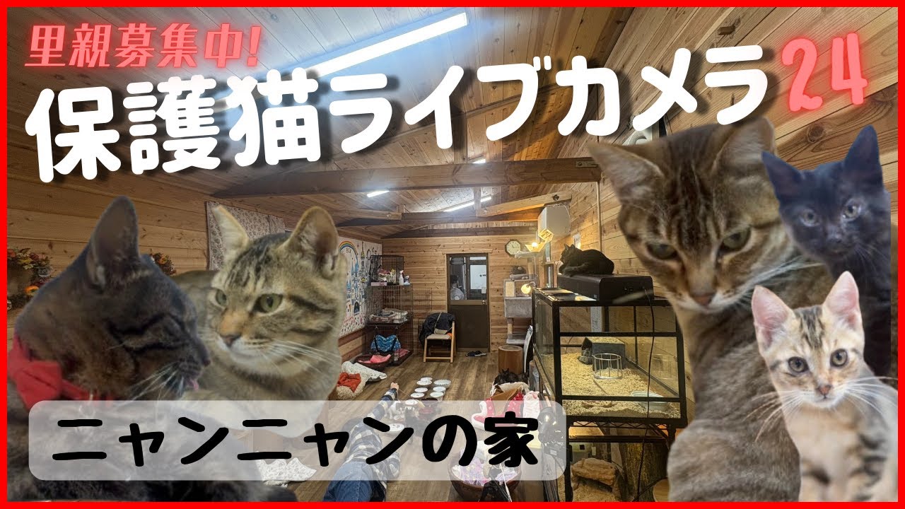 Live webcam view of Ojika Island Cat Sanctuary