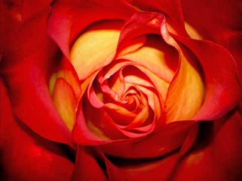 ork ZlatnitMom4eta Altin cocuklar  copculer