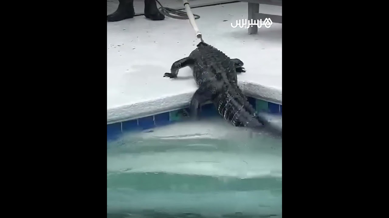 العثور على تمساح بطول مترين في مسبح منزل بجنسن بيتش بولاية فلوريدا thumbnail