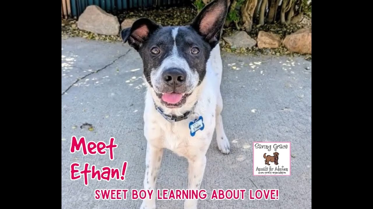 Enlarge Ethan, a Adoptable Cattle Dog in Wake Forest, NC video 6/6