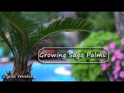 image-What is growing out of my sago palm?