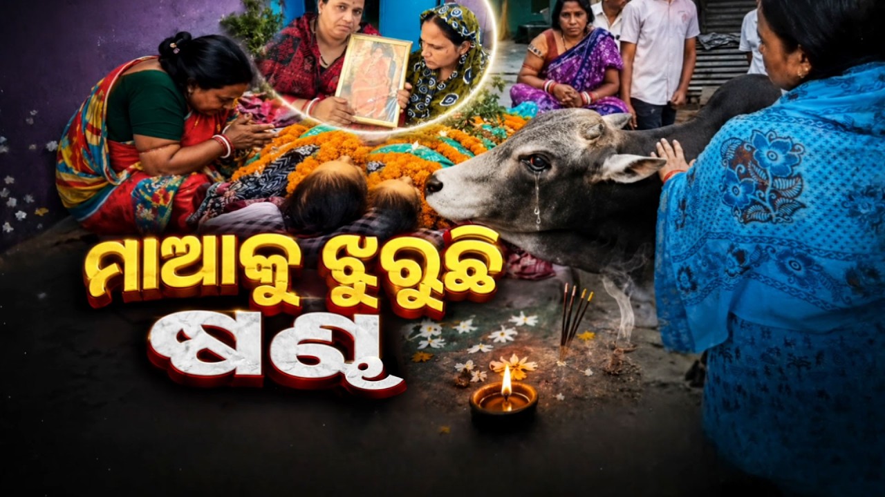 🔴Live | ମାଆକୁ ଝୁରୁଛି ଷଣ୍ଢ