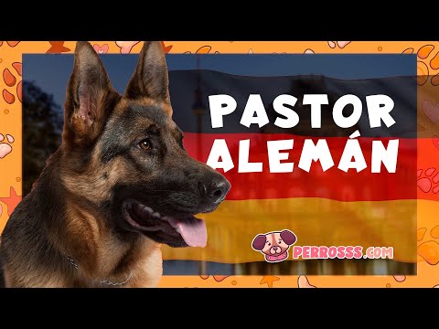 Pastor Alemán