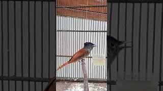 Download lagu tali pocong coklat mp3