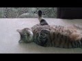 Колыбельная для кота. 