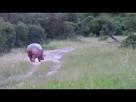 Djuma: Hippo leaving the dam - 17:54 - 03/23/2023