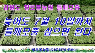 들깨모종 심는시기 ~ 늦어도 7월 10일까지 심으면 되겠다~~