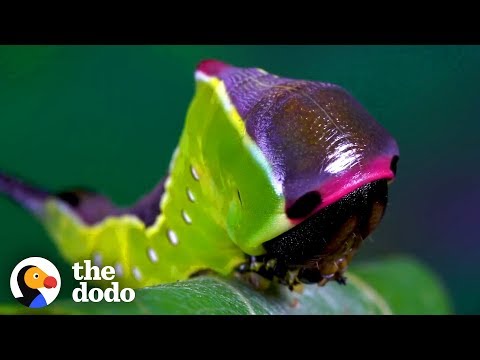 , title : 'Watch This Caterpillar Turn Into A Puss Moth | The Dodo'