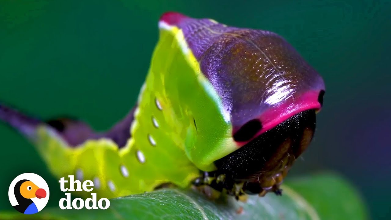 Watch This Caterpillar Turn Into A Puss Moth | The Dodo
