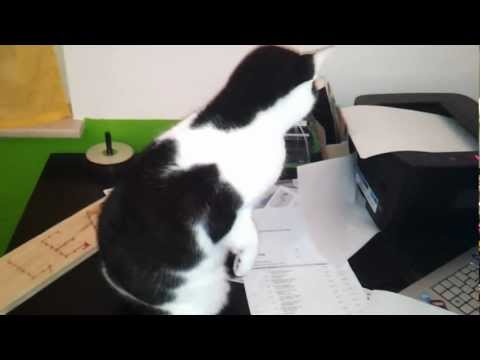 Katze gegen Drucker