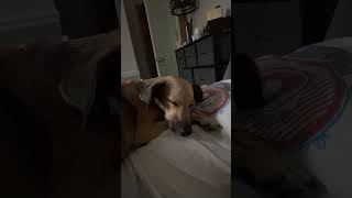 Video preview image #1 Labrador Retriever-Unknown Mix Puppy For Sale in Virginia Beach, VA, USA