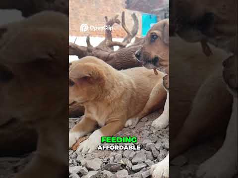 Raw Dog Food  The Affordable, Natural Diet Guide