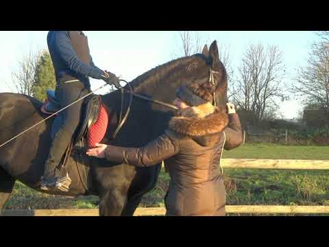 HIlfengebung: Schenkelhilfen