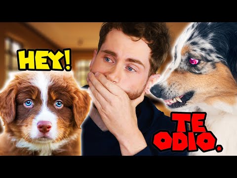 How to introduce a puppy to your adult dog! (so they don't hate each other)