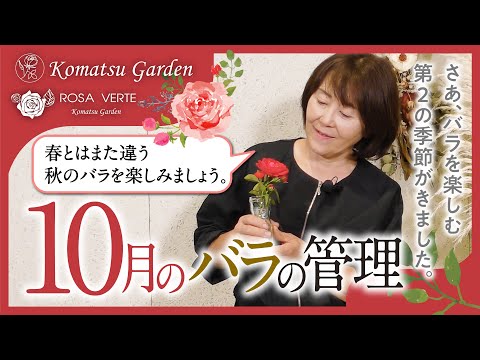 Rosa cymosaについて詳しく解説