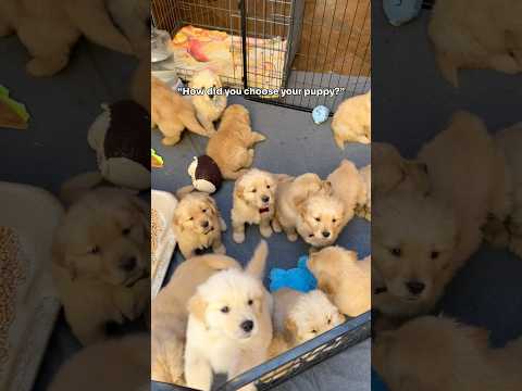 When you know, you know 🥹 #dogshorts #goldenretrieverpuppies #cute #puppylove #loveatfirstsight