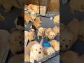 When You Know You Know 🥹 Dogshorts Goldenretrieverpuppies Cute Puppylove Loveatfirstsight