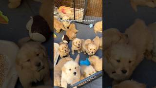 Download lagu When you know, you know 🥹 #dogshorts #goldenretrieverpuppies #cute #puppylove #loveatfirstsight mp3 Download lagu When you know, you know 🥹 #dogshorts #goldenretrieverpuppies #cute #puppylove #loveatfirstsight mp3