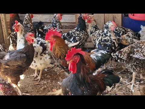 VANIO DA FEIRA DAS GALINHAS REGISTRANDO AS NOVIDADES QUE COM PRO EM DOIS RIACHOS-AL #NORDESTE 