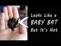 Bumblebee Bat - World's Smallest Mammal - 9 Facts