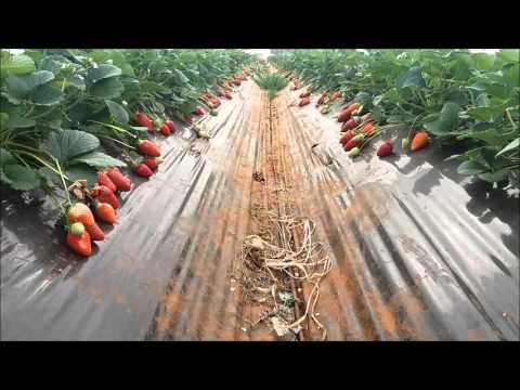AZIENDA AGRICOLA DE MATTEIS VIDEO PIANTAGIONE FRAGOLE 2016