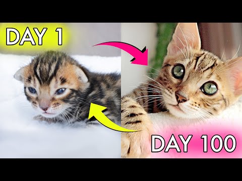 How Baby Kitten Infinity Grows: 0-14 Weeks! BEFORE AND AFTER TIMELINE 😻